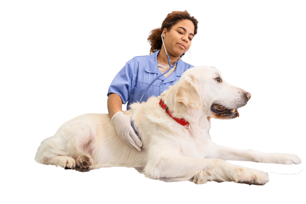 Laboratorio clínico para mascotas Clínica Veterinaria Modelia