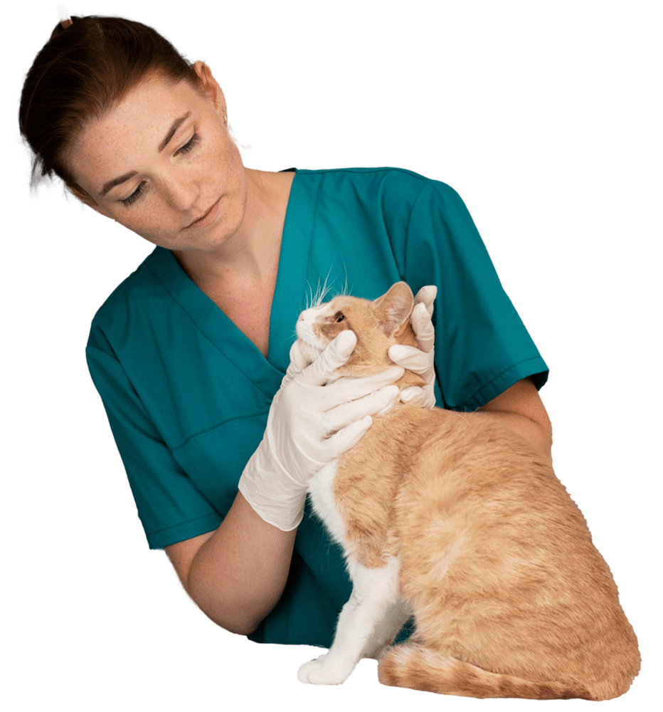 Cirugías veterinarias Clínica Veterinaria Modelia