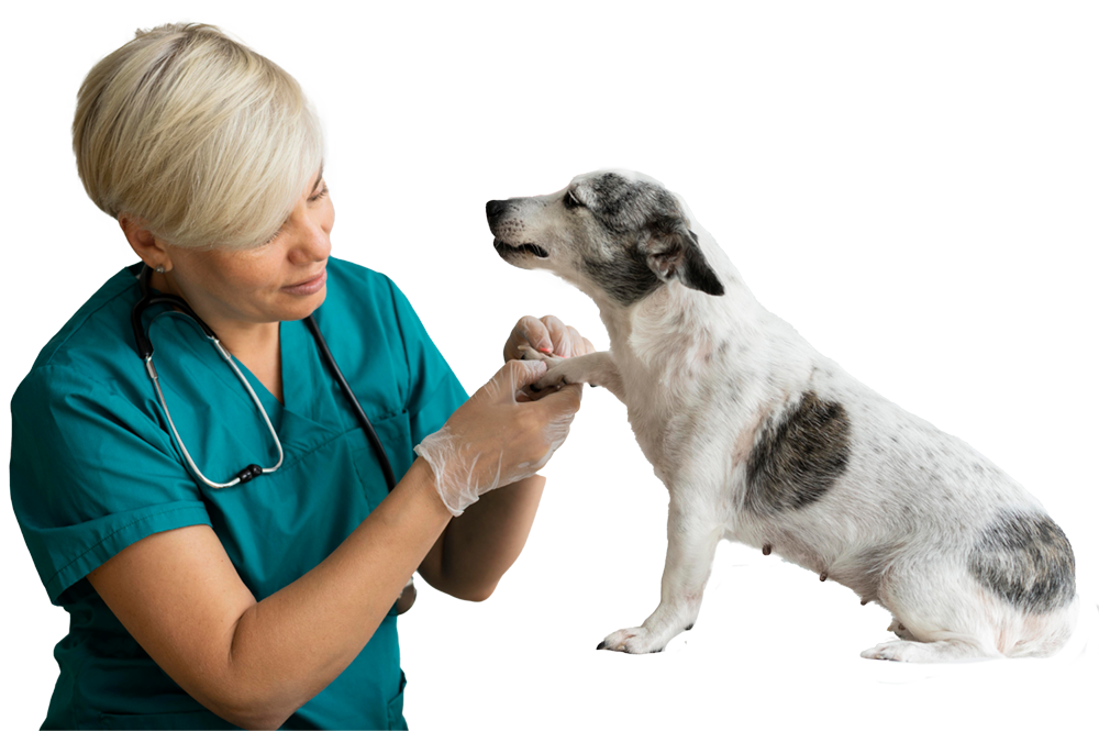 Cirugías veterinarias Clínica Veterinaria Modelia