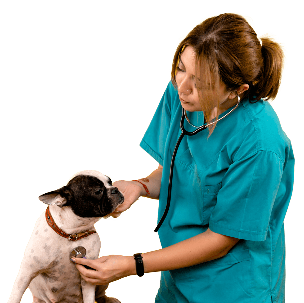 Consulta médica veterinaria Clínica Veterinaria Modelia